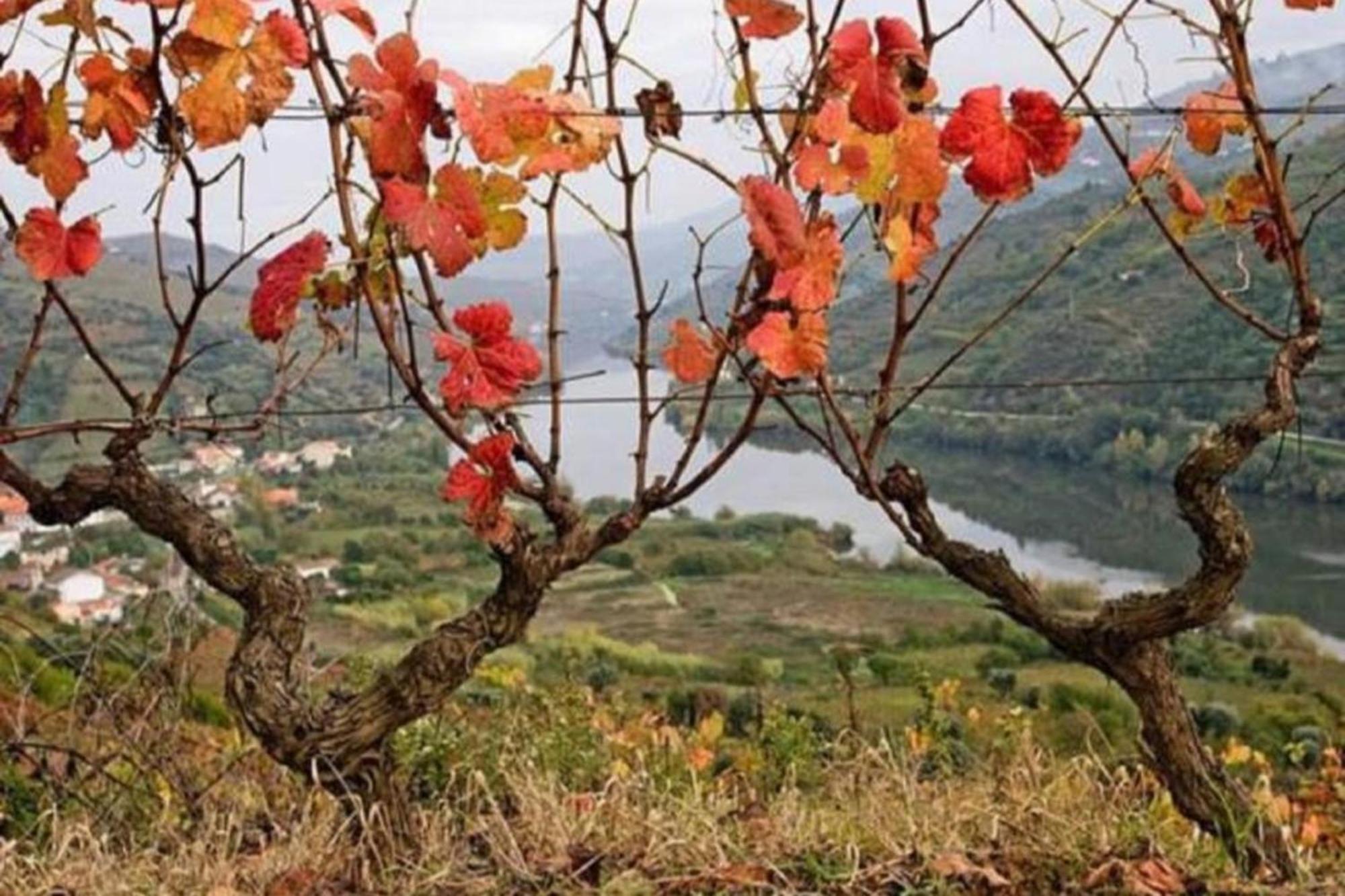 Sobreiro'S Villa In Douro Valley Mesao Frio Bagian luar foto