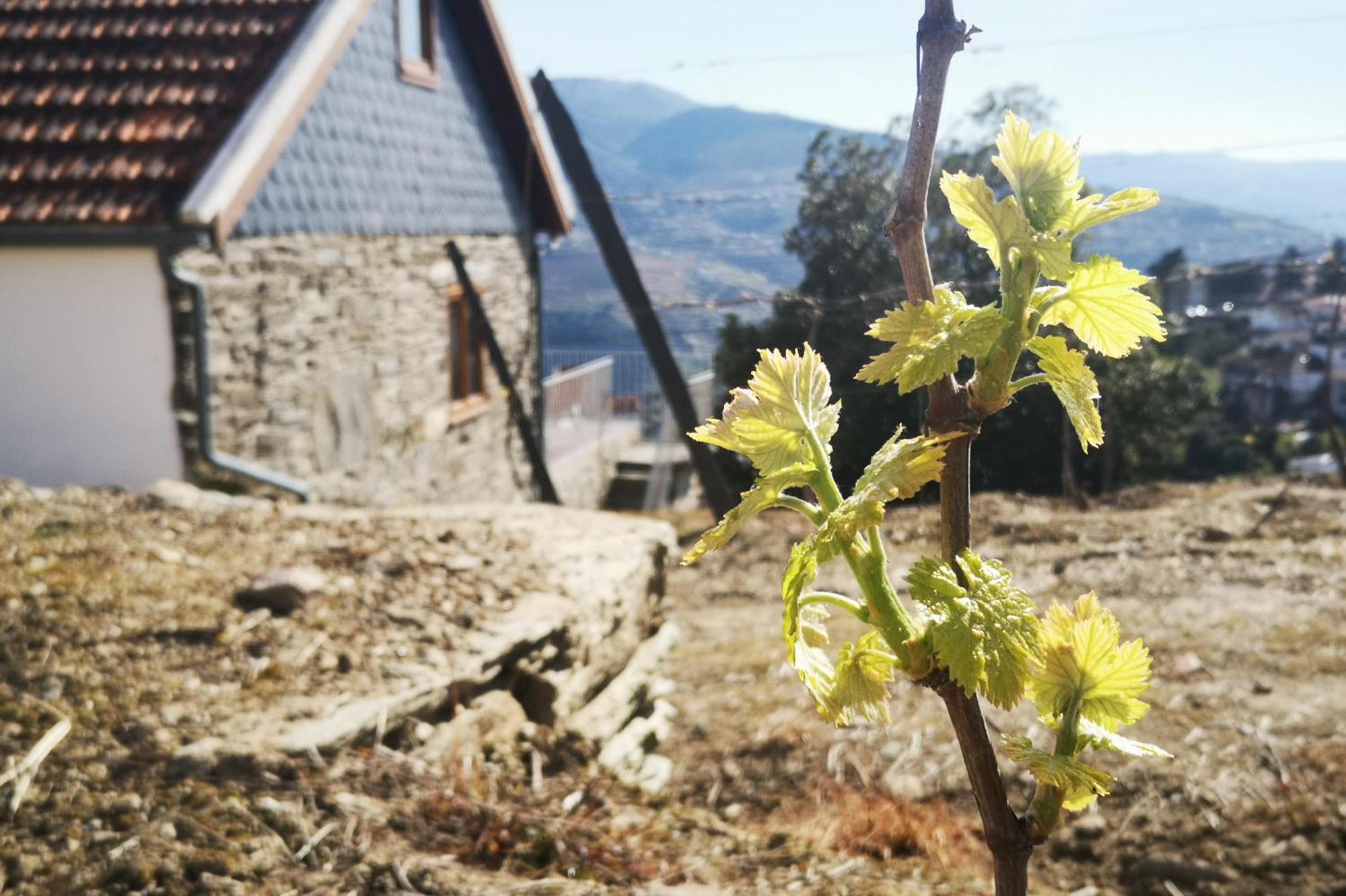 Sobreiro'S Villa In Douro Valley Mesao Frio Bagian luar foto